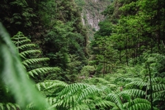 Hermosa Madeira