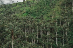 Il Bosco di Palme