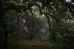 Madeira