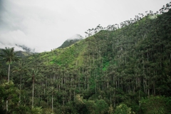 Palme di Cera