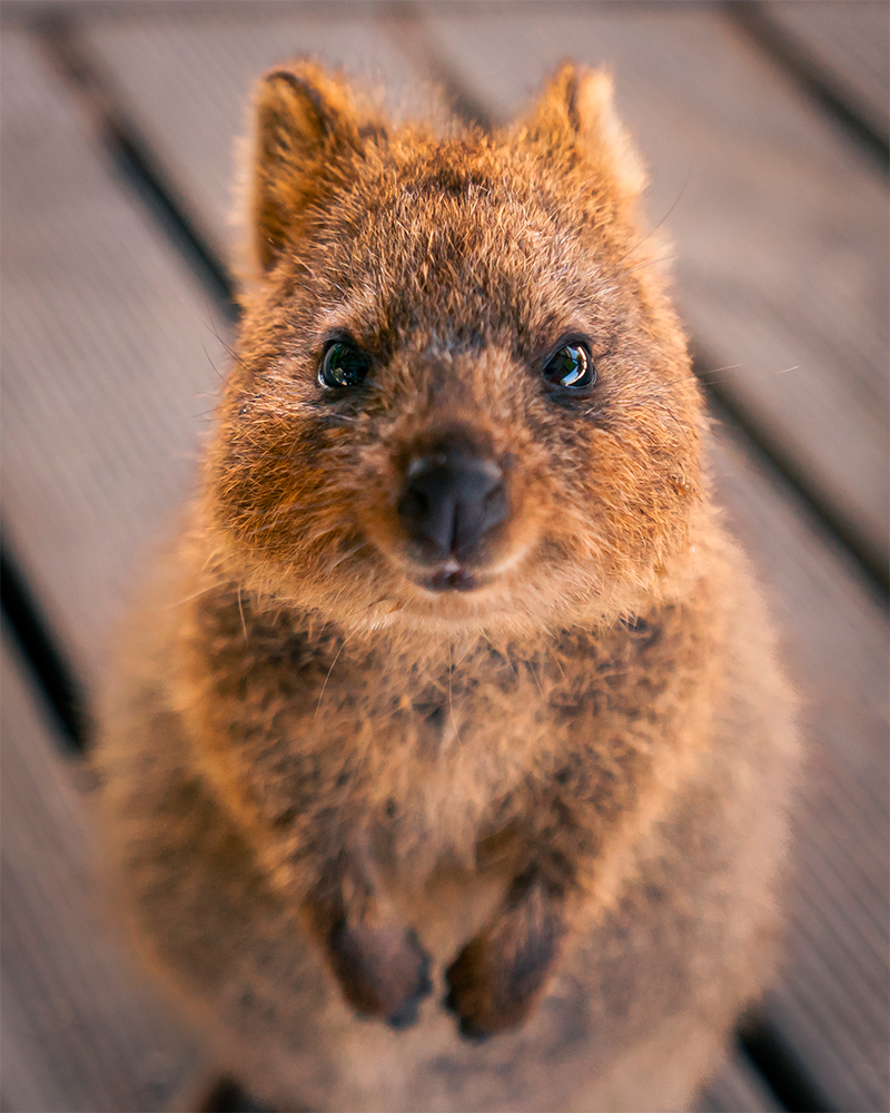 Cosa-vedere-a-Perth-Quokka