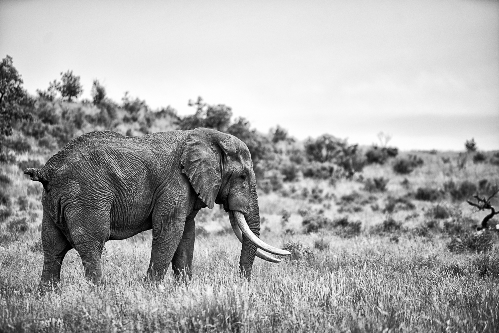 Elefante maschio