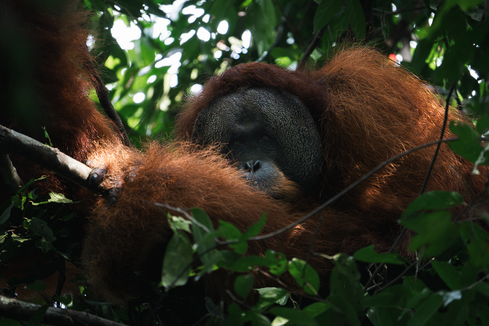 Orango al Gunung Leuser Nation Park - Sumatra - VTW