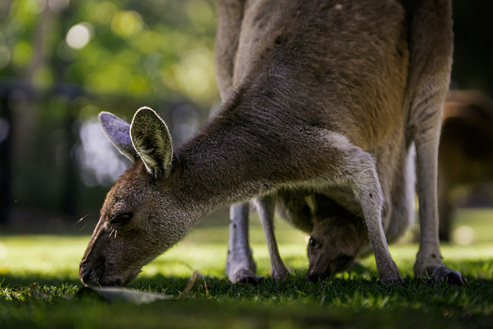 Canguri a Perth - Mamma con cucciolo