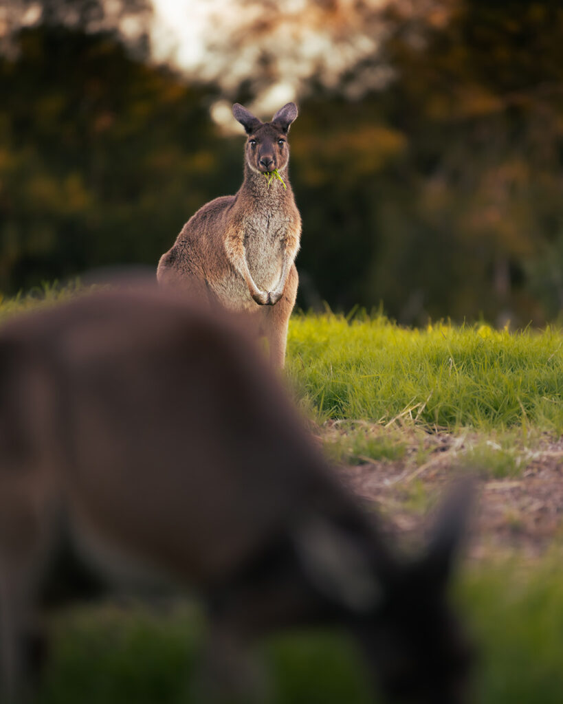 Canguro a Perth che mangia