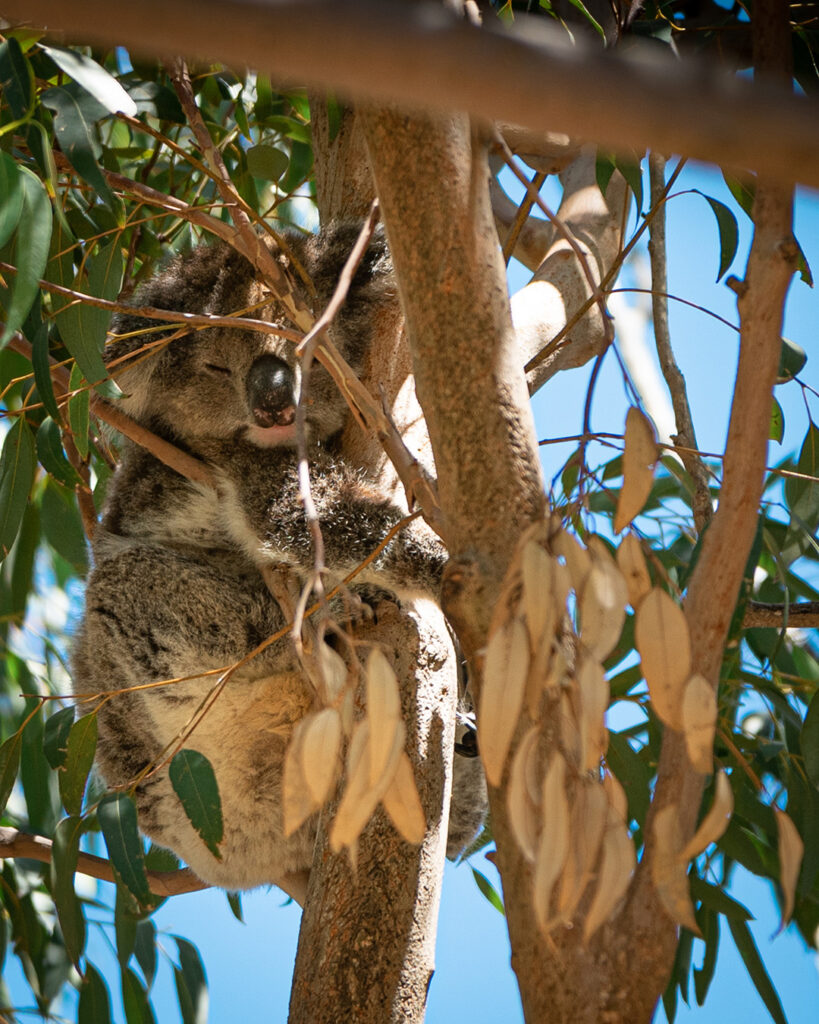 Canguri a Perth - Yanchep National Park, Koala