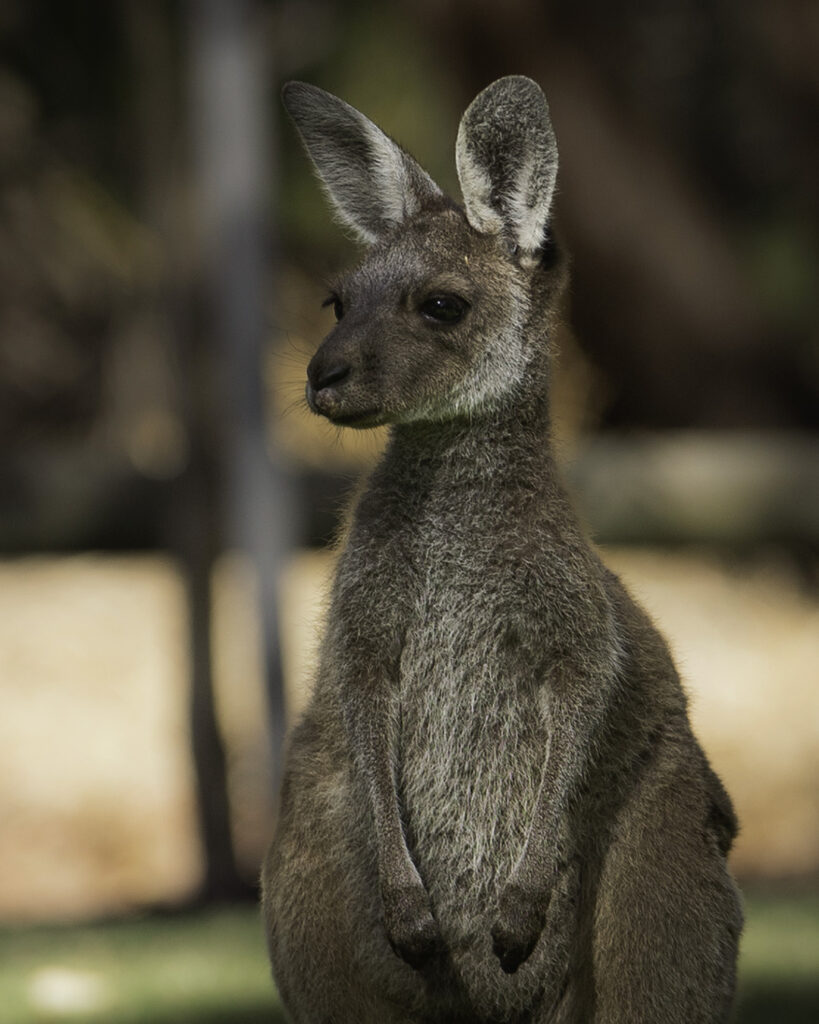 Cucciolo di canguro a Perth