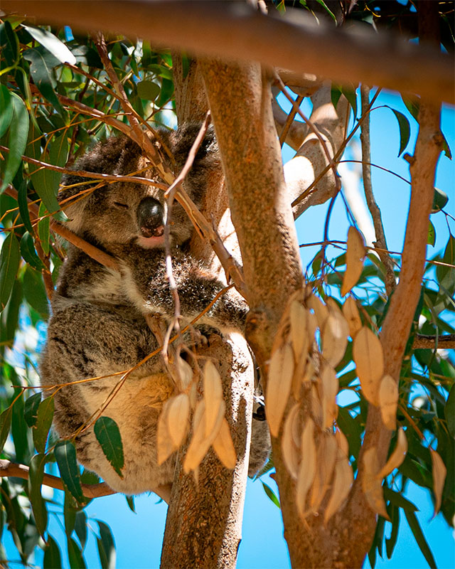 Dove vedere i koala a Perth - Yanchep National Park