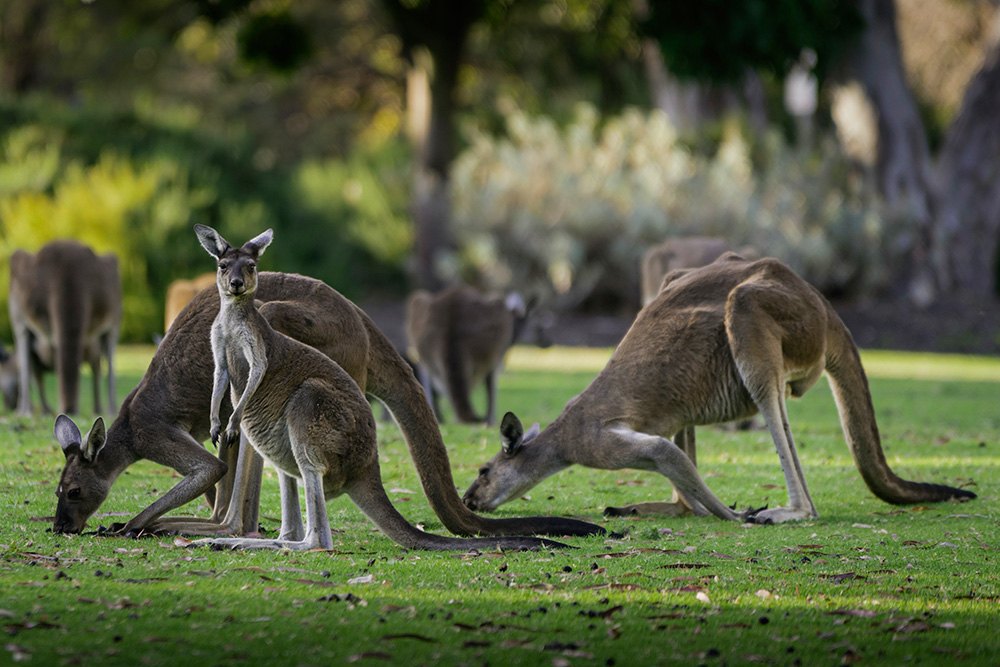 Gruppo di canguri a Perth